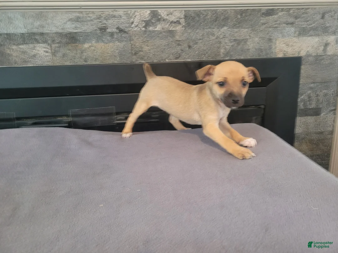 Jack Russell Terrier dogs for sale: Lady  - Ad 2