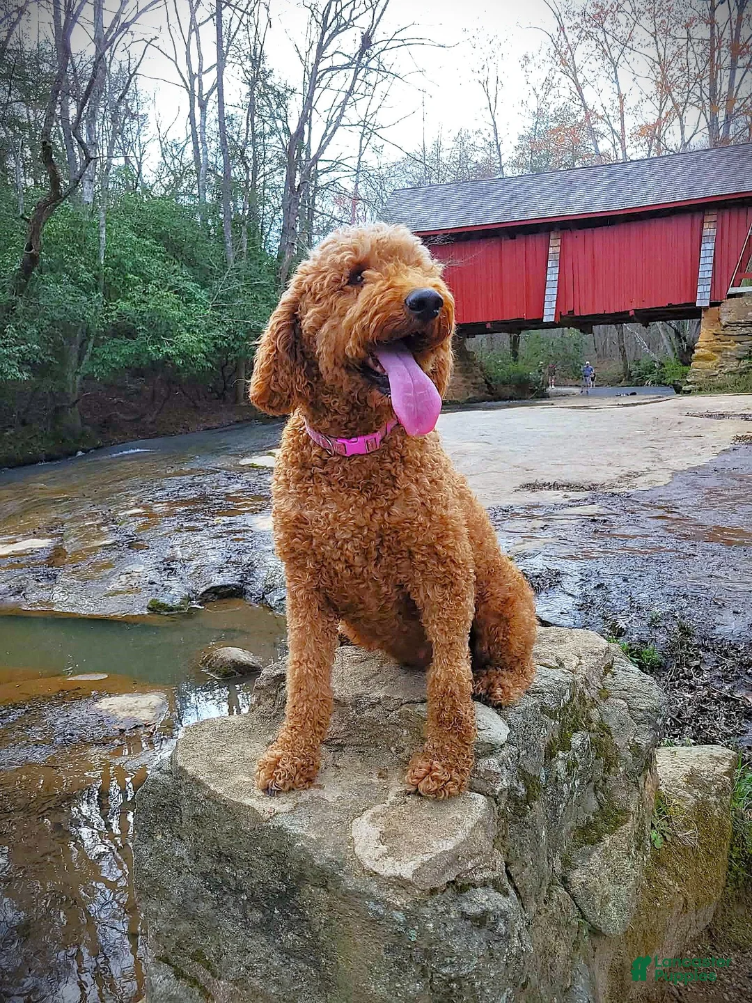 Goldendoodle dogs for sale: Trickster - Ad 6