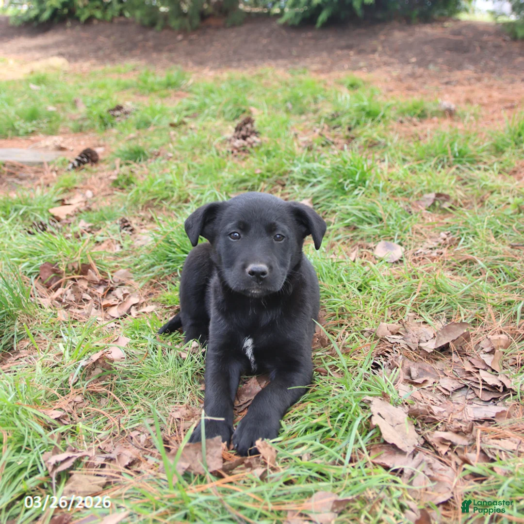 Mixed Breed dogs for sale: Milly - Ad 3