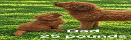 Mini Goldendoodle dogs for sale: Mini Goldendoodle 5 - Ad 11