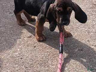 Basset Hound dogs Sneezy - Ad 3