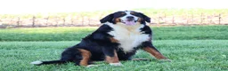 Mini Bernedoodle dogs for sale: Fido - Ad 4