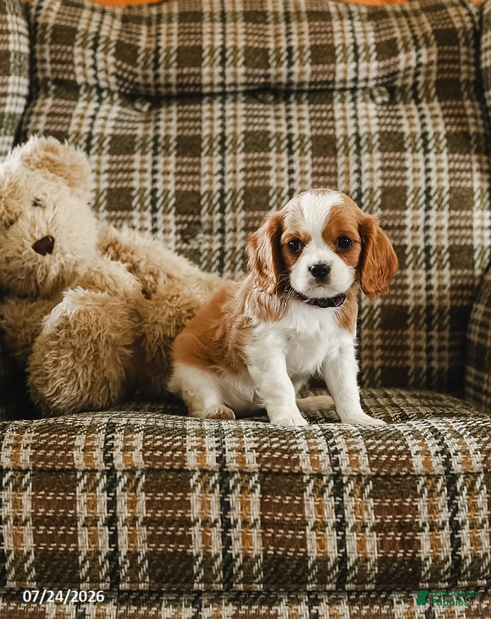Cavalier King Charles Spaniel dogs for sale: Dora - Ad 1