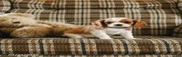 Cavalier King Charles Spaniel dogs for sale: Dora - Ad 1