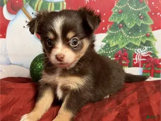 Chihuahua dogs Chihuahua Puppy 1 - Ad 17