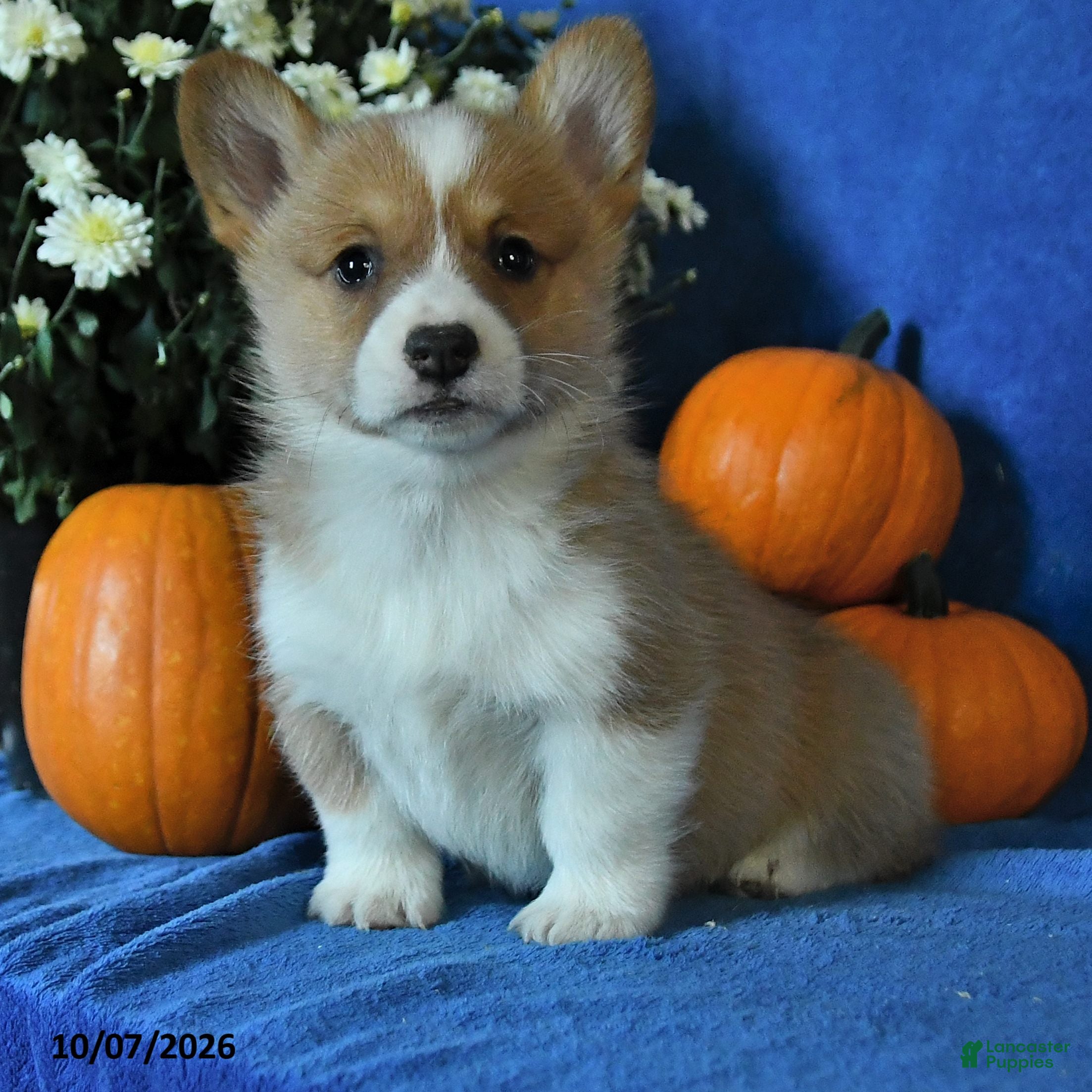 Welsh Corgi Pembroke dogs Kit - Ad 2