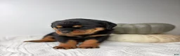 Rottweiler dogs for sale: Rottweiler 3 - Ad 5