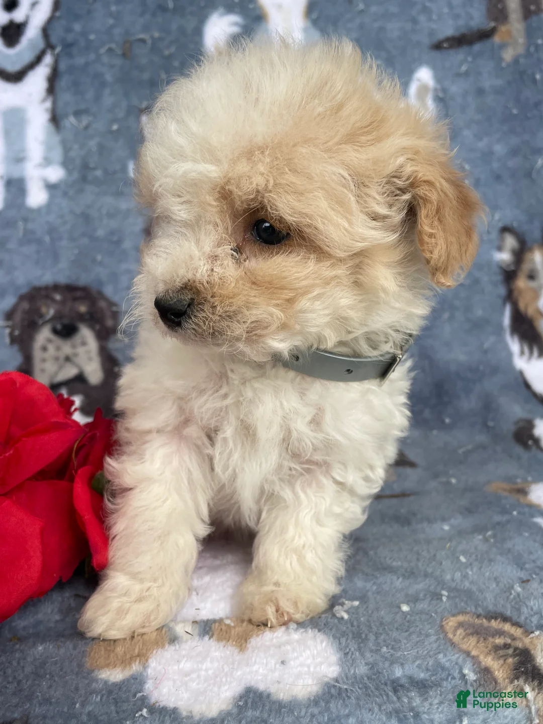 Toy Poodle dogs for sale: Pearl - Ad 2