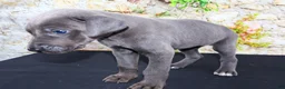 Great Dane dogs for sale: Woogie - Ad 9