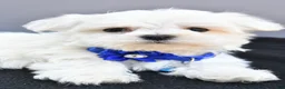 Maltese dogs for sale: Hannah - Ad 3