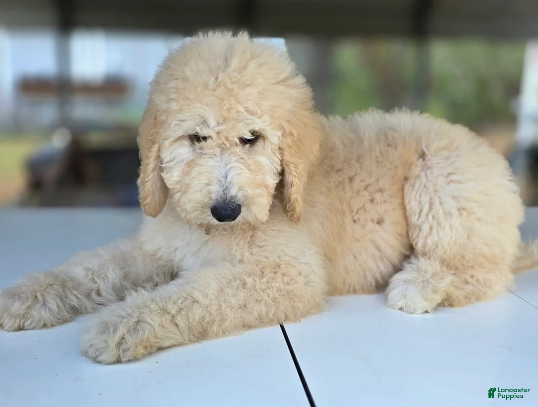 Goldendoodle dogs for sale: Ember - Ad 7