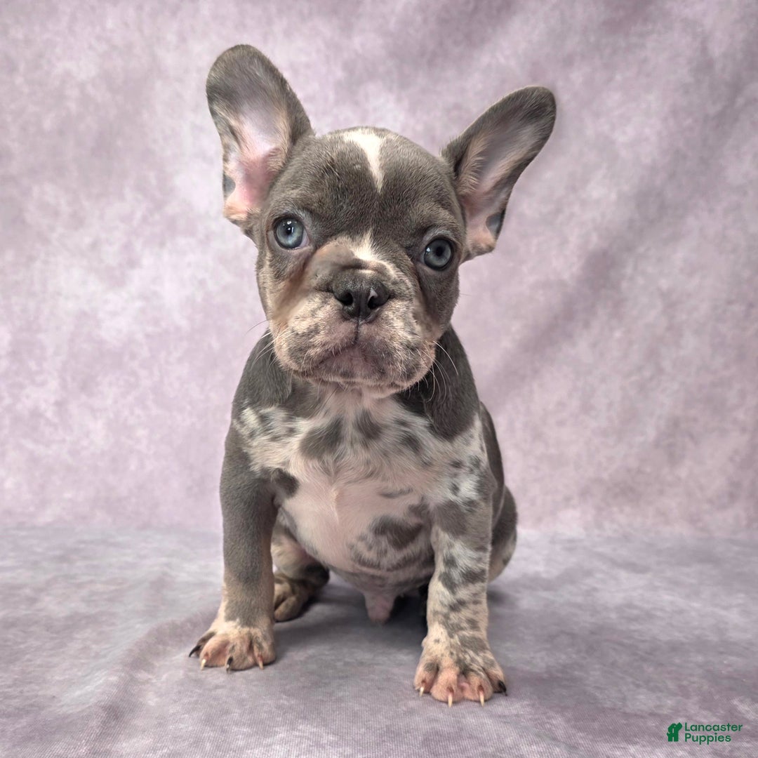 French Bulldog dogs for sale: Logan - Ad 3