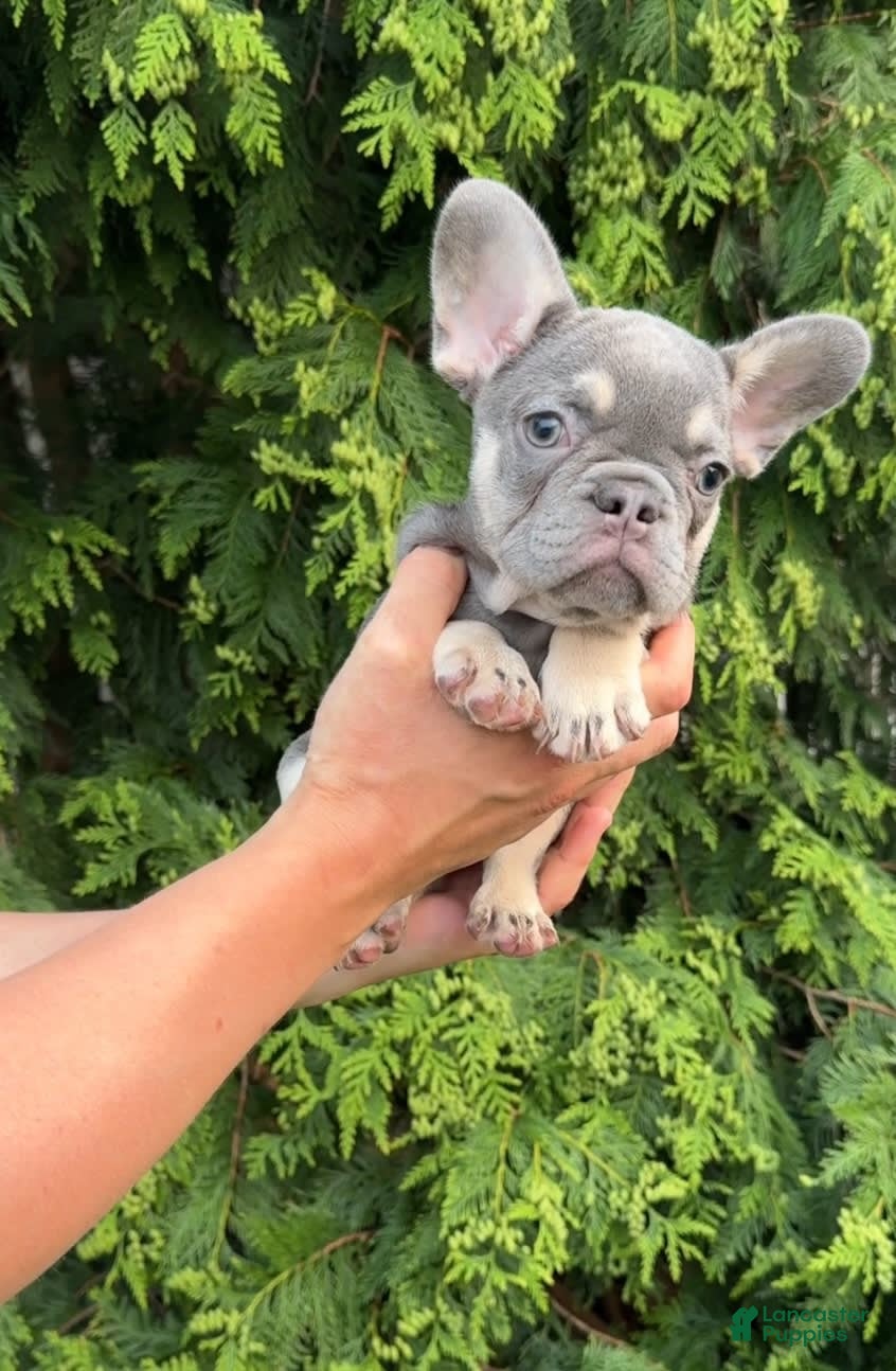 French Bulldog dogs Arnold - Ad 18