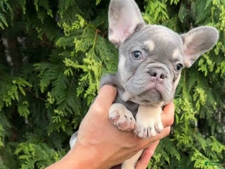 French Bulldog dogs Arnold - Ad 40