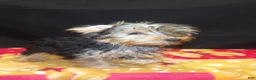 Yorkshire Terrier dogs for sale: Samson - Ad 3