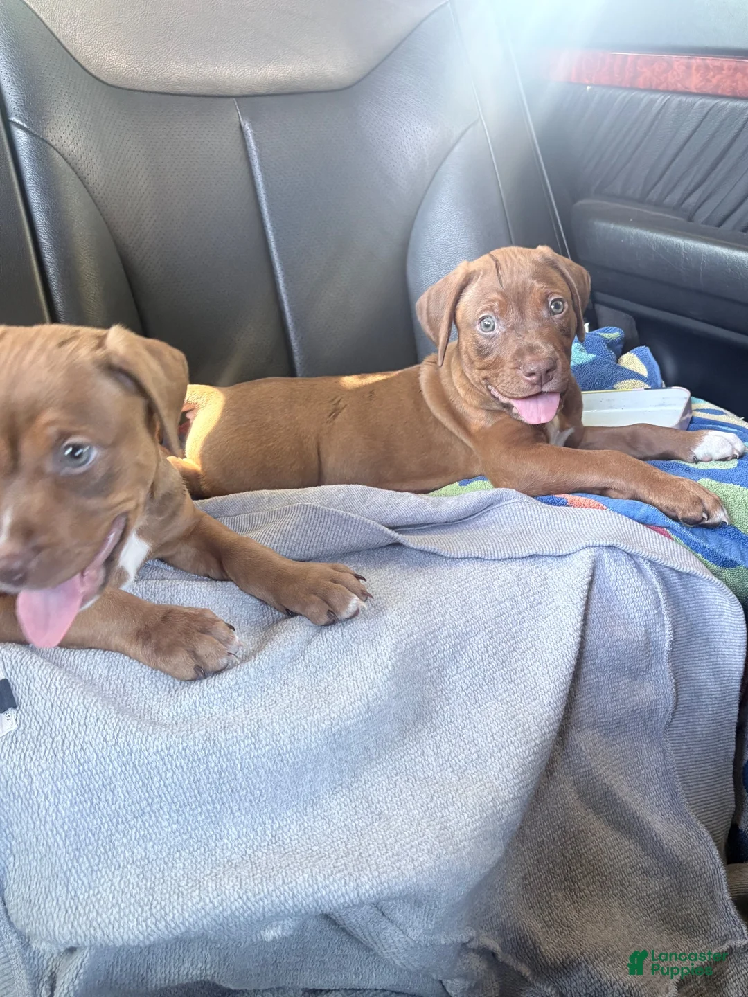 Mixed Breed dogs for sale: Mixed Breed 2 - Ad 2