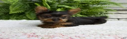 Yorkshire Terrier dogs for sale: Tiny - Ad 5