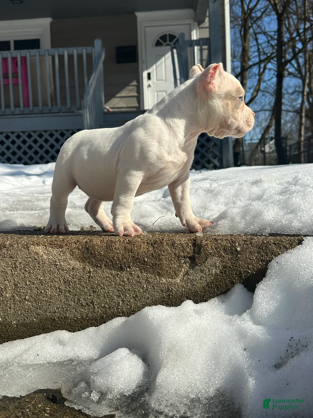 American Bully dogs for sale: Sugar - Ad 1
