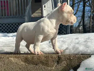 American Bully dogs Sugar - Ad 42