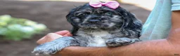 Cocker Spaniel dogs for sale: Bella 🐶💗 - Ad 6