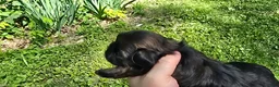Shih Tzu dogs for sale: Precious  - Ad 4