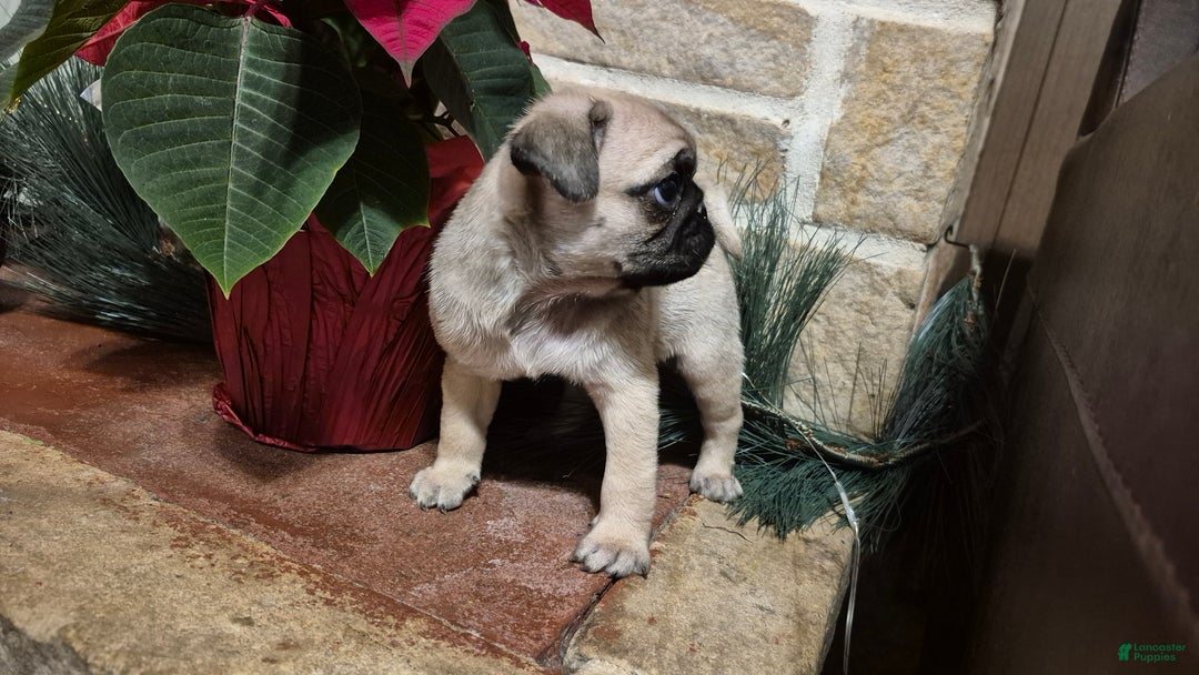 Pug dogs for sale: Pug Puppy 1 - Ad 5