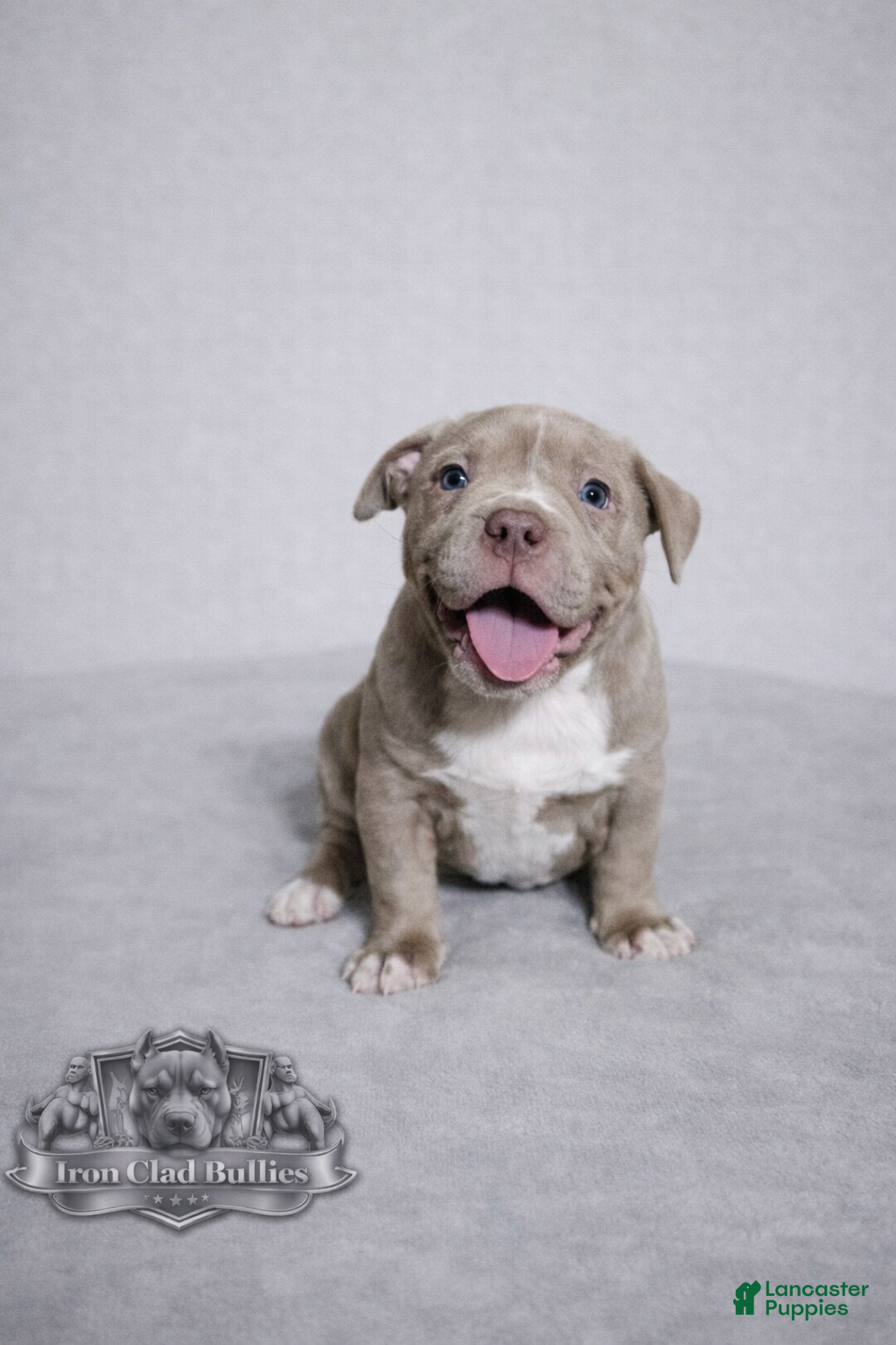 American Bully dogs Lilac Girl - Ad 2