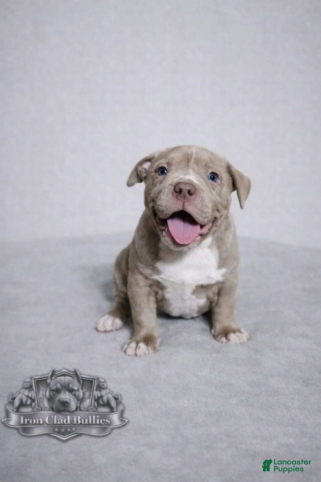 American Bully dogs for sale: Lilac Girl - Ad 2
