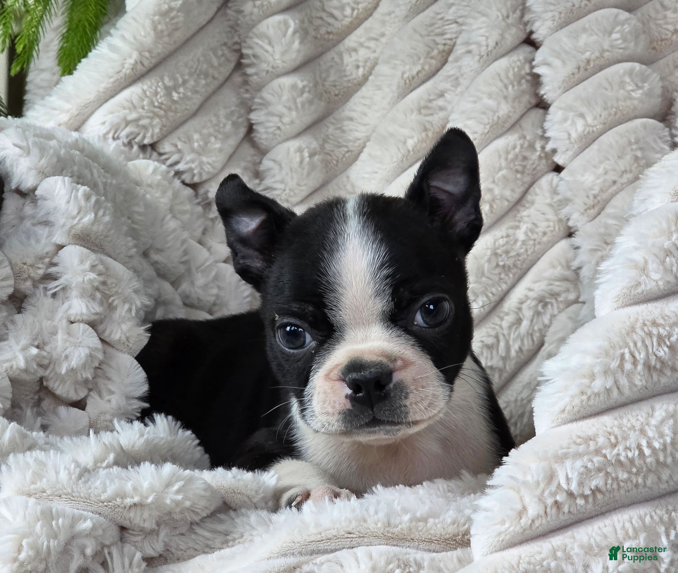 Boston Terrier dogs Kameron - Ad 28