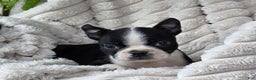 Boston Terrier dogs for sale: Kameron - Ad 1