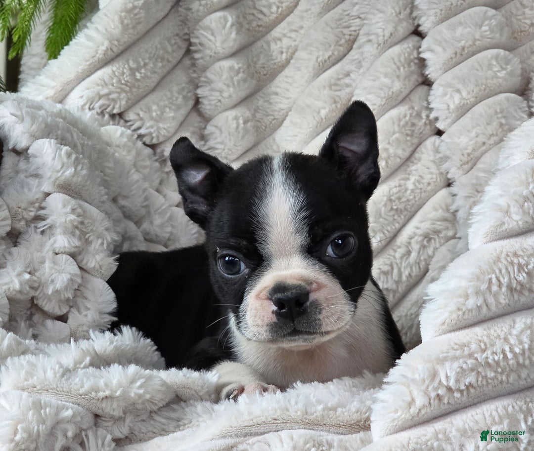 Boston Terrier dogs for sale: Kameron - Ad 1