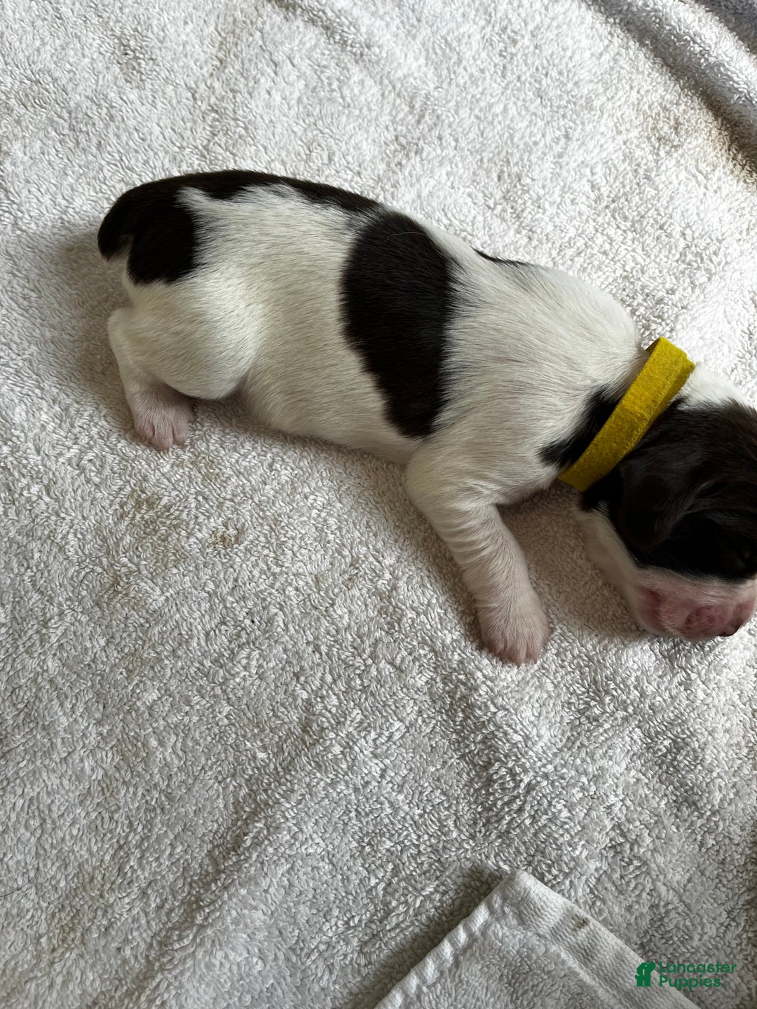 English Springer Spaniel dogs for sale: English Springer Spaniel Puppy 7 - Ad 9