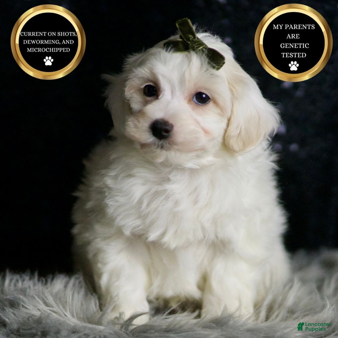 Maltipoo dogs Atticus - Ad 1