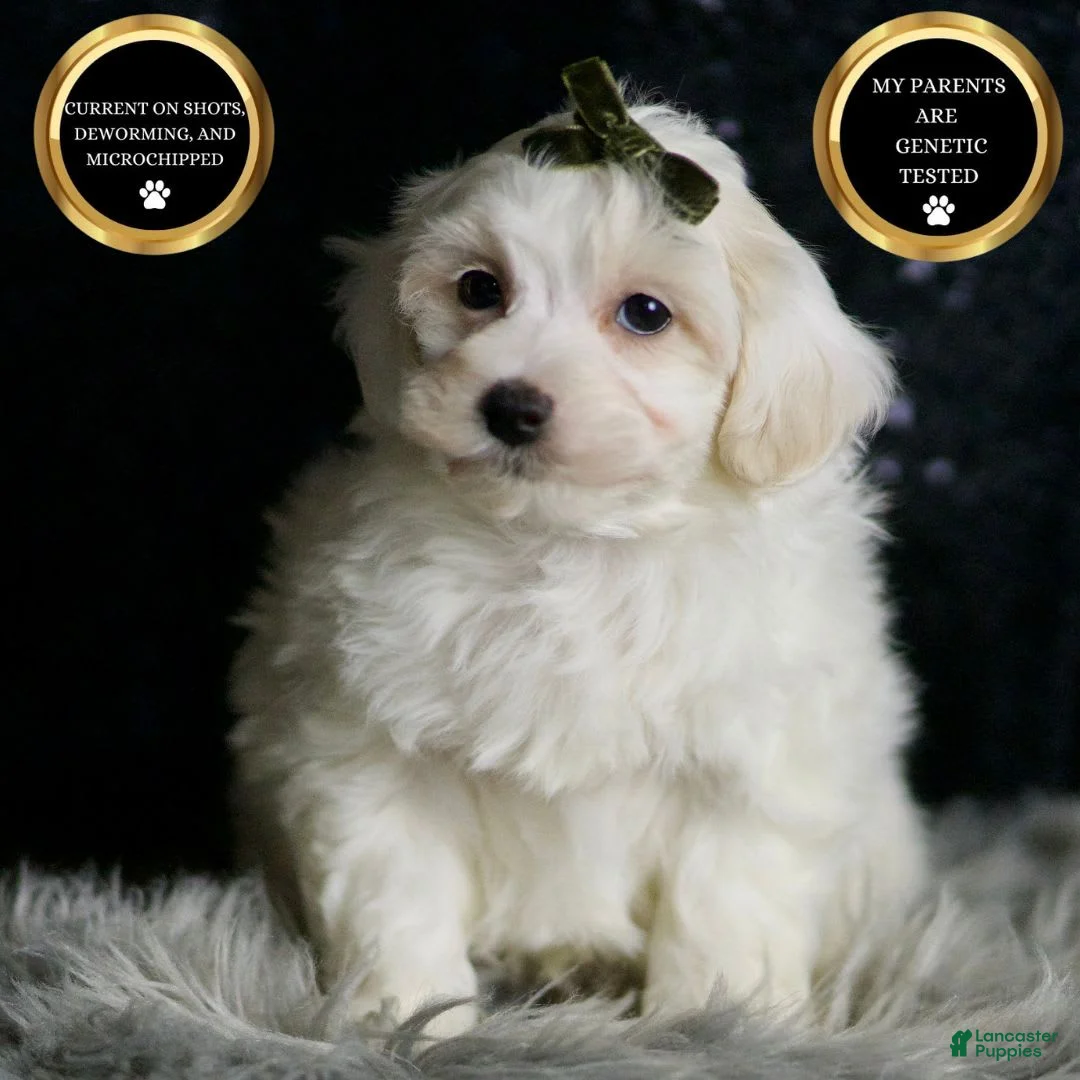 Maltipoo dogs for sale: Atticus - Ad 1