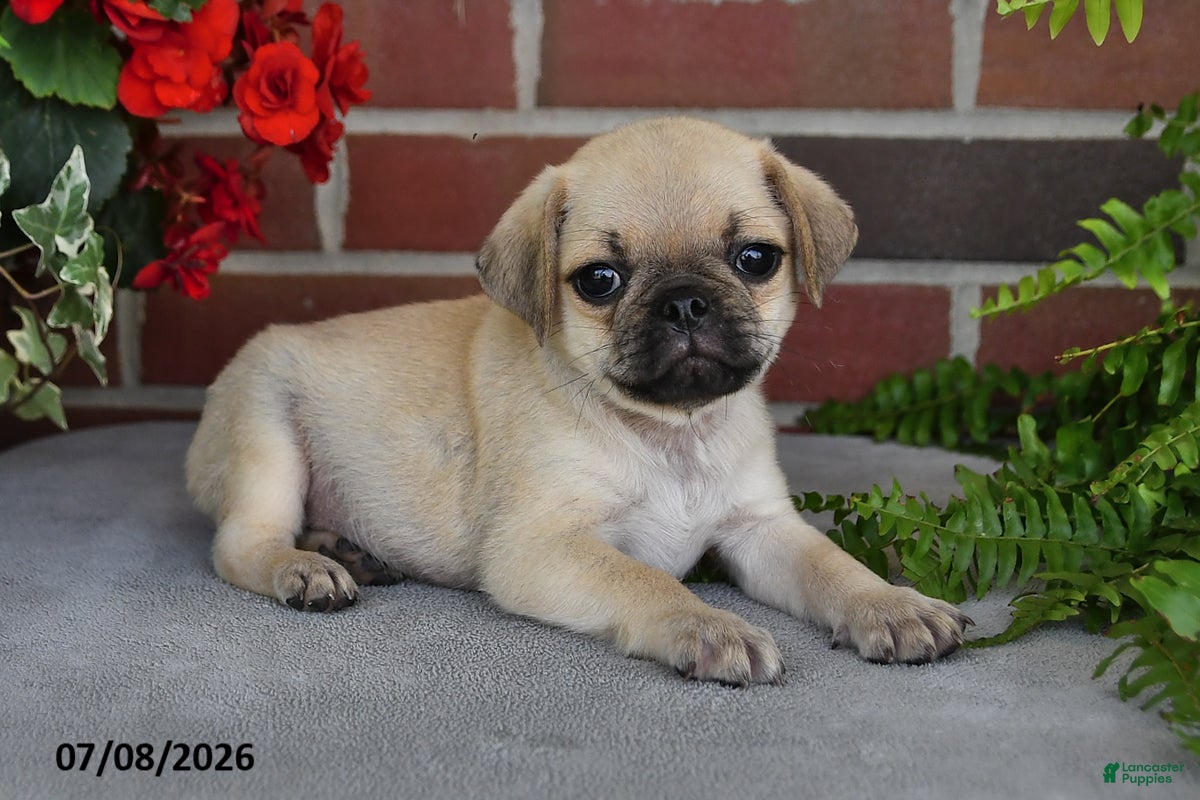 Puggle dogs Espresso - Ad 1