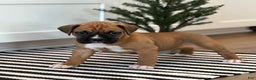 Boxer dogs for sale: Ginger - Ad 2