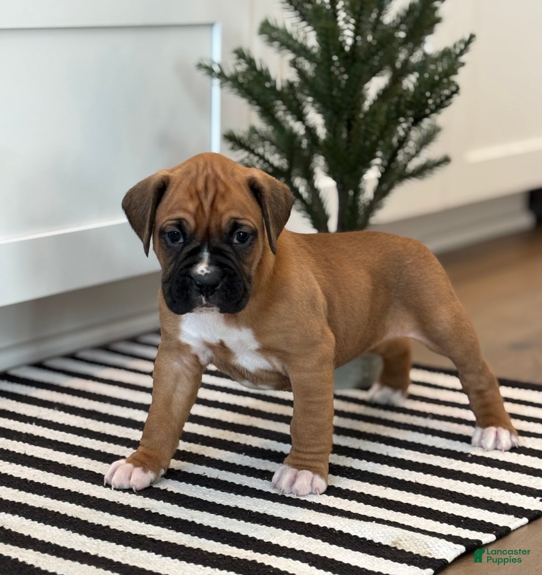 Boxer dogs for sale: Ginger - Ad 2