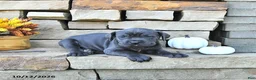Cane Corso dogs for sale: Cali - Ad 3