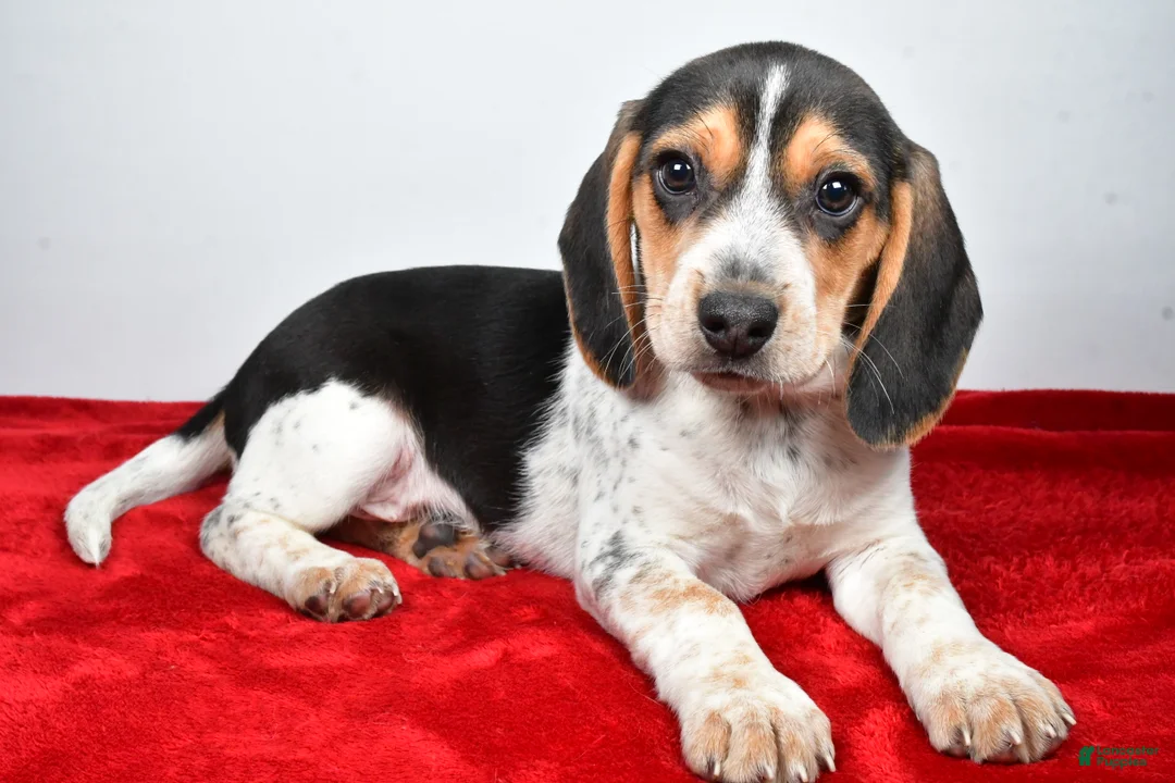 Beagle dogs for sale: Robert - Ad 9