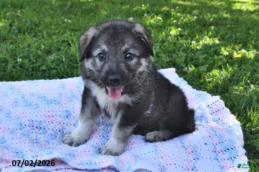 Mixed Breed dogs for sale: Bear - Ad 1