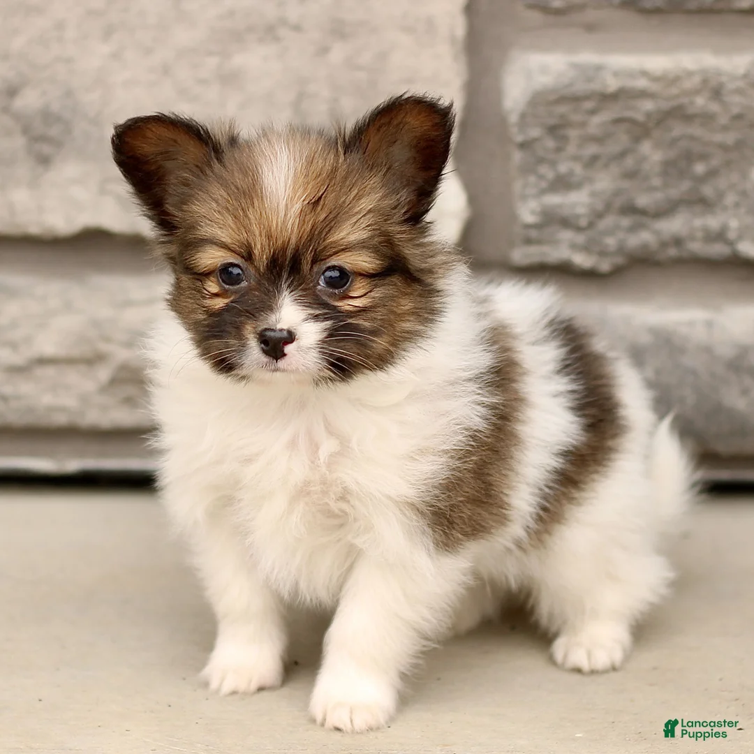 Papillon dogs for sale: Chelsea  - Ad 1