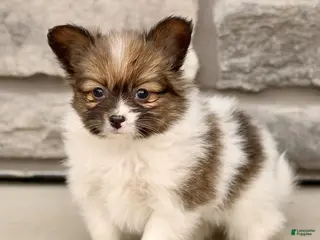 Papillon dogs for sale: Chelsea - Ad 2