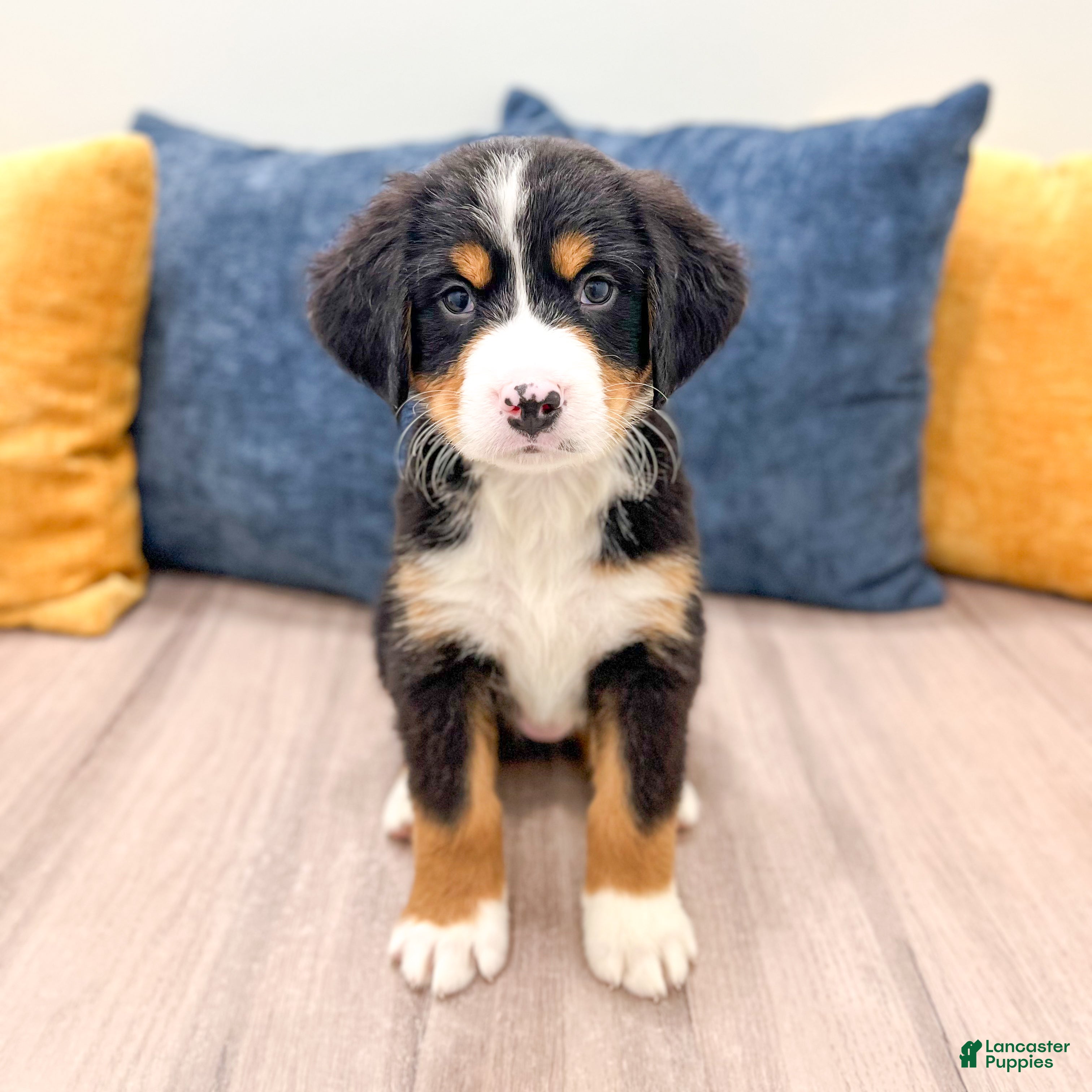 Bernese Mountain Dog dogs Baxter - Ad 2