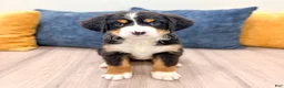 Bernese Mountain Dog dogs for sale: Baxter - Ad 2