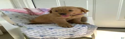 Golden Retriever dogs for sale: Golden Retriever 4 Sally - Ad 4