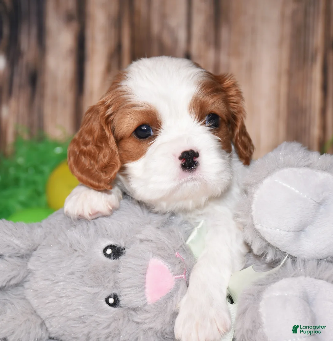 Cavalier King Charles Spaniel dogs for sale: Nox - Ad 2