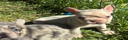 French Bulldog dogs for sale: French Bulldog Puppy 6 (standard fur potential pink/albino) - Ad 3