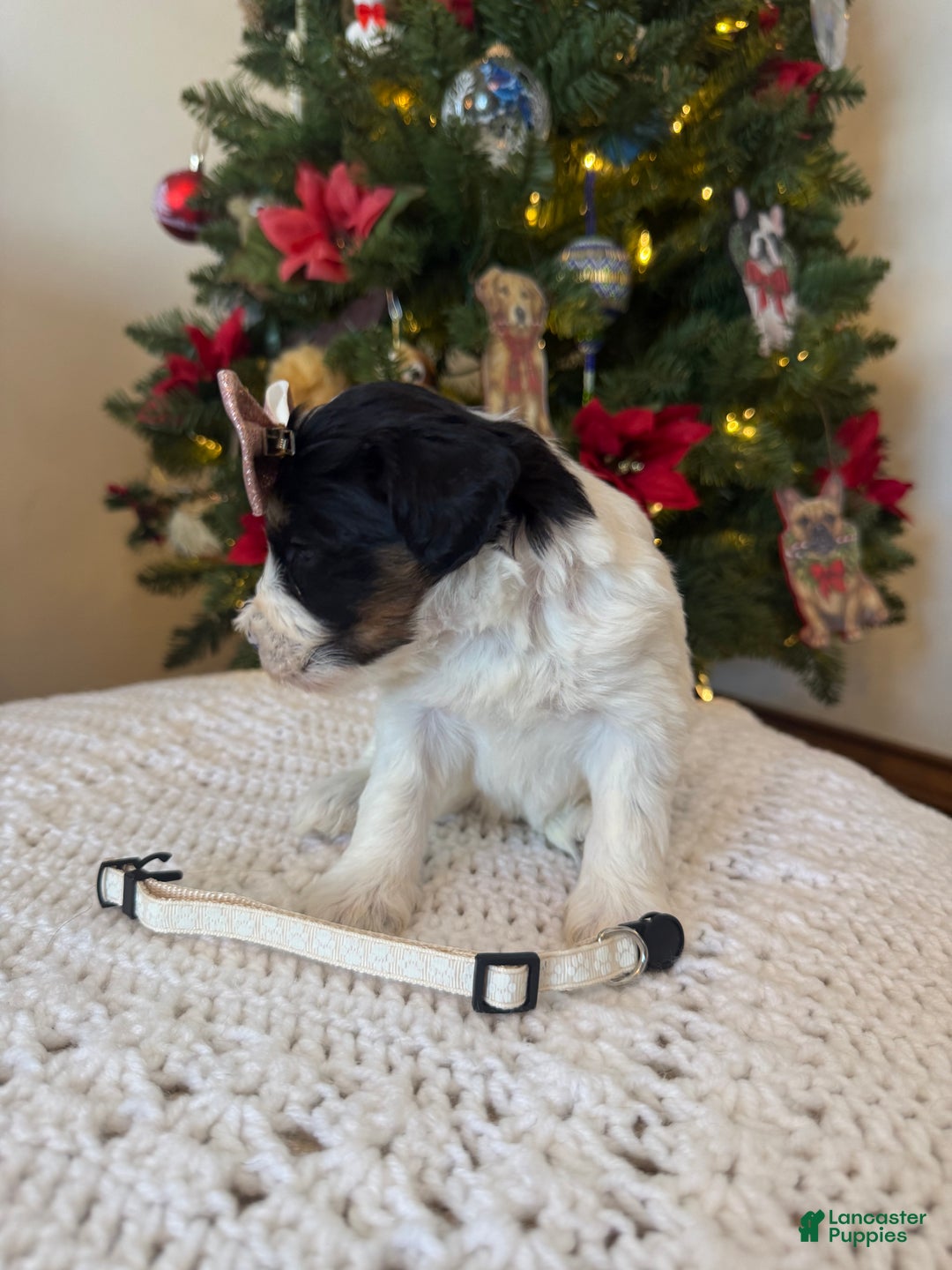 Mixed Breed dogs for sale: Francesca - Ad 3