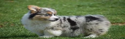 Welsh Corgi Pembroke dogs for sale: Legend - Ad 6