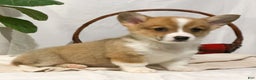 Welsh Corgi Pembroke dogs for sale: Lizzy - Ad 1